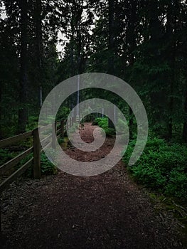 Dark rustcolored path in the fir forest, background