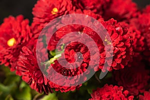 Dark rusty red aster dumosus flowers with yellow middles in german garden. Floral autumn background