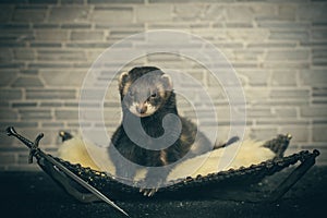 Pretty dark sable ferret female posing indoor for portrait in studio photo