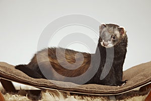 Dark sable color ferret male staying on sofa in studio photo