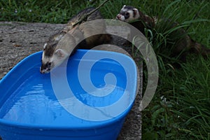 Dark sable hob ferrets at play