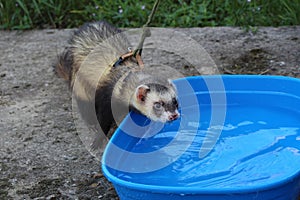 Dark sable hob ferrets at play