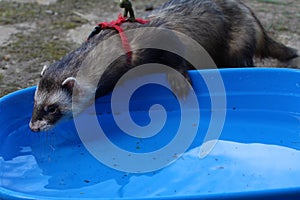 Dark sable hob ferrets at play