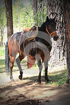 Dark Saddle Horse Tied to Tree photo