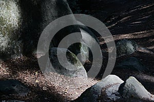 Dark sandstones protrude from the shady sunny forest floor