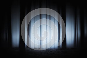 Dark and scary forest