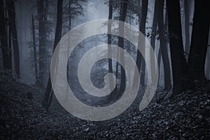 Dark scary forest with fog at night