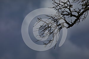 Dark, scary mood in scraggly tree branch with copy space