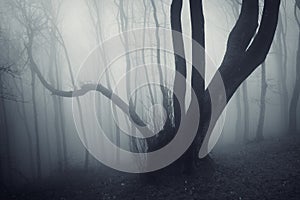 Dark scary mysterious creepy dark tree in a dark mysterious forest with fog