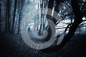 Dark scene of a spooky man walking in a dark forest with blue fog