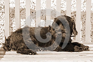 Dark Scottish Terrier lazing on a bench