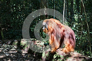 Dark shadow Orangutan