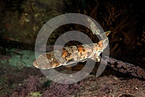 Dark shyshark, haploblepharus pictus, puffer shark, South Africa