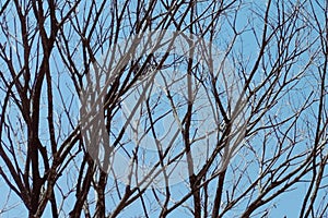 Dark side branches on blue sky