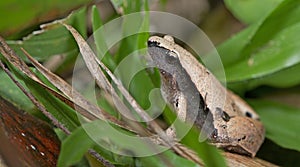 Dark-sided Chorus Frog, Beautiful Frog, Frog on green leaf