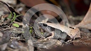 Dark-sided Chorus Frog & x28;Microhyla heymonsi& x29;,Beautiful Frog, Frog on sand