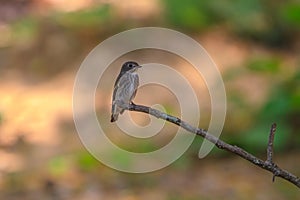 Dark-sided Flycatcher (Muscicapa sibirica), standing on a branch