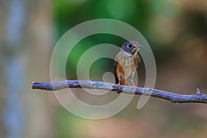 Dark-sided Flycatcher (Muscicapa sibirica), standing on a branch