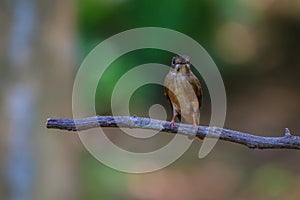 Dark-sided Flycatcher (Muscicapa sibirica), standing on a branch