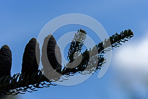 Dark silhouette of Alpine abies lasiocarpa Evergreen coniferous tree with blue cones against a bright blue sky. Twilight pine