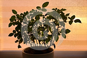 Dark silhouette of bush of room rose in pot on window against background of rays of setting sun