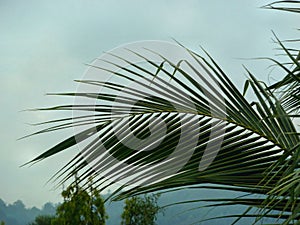 Dark silhouette of  embossed palm leaf against  disturbing stormy sky, cinematic effect of noise and grain that enhances  dramatic