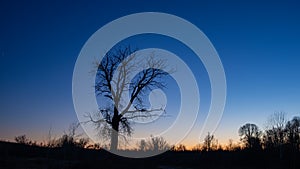 Dark silhouette of a huge single tree against the sky during sunset in the wilderness