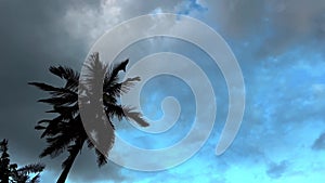 Dark silhouette of palm tree against blue sky with grey stormclouds. Natural background on stormy day in tropical