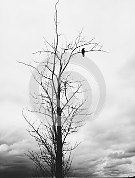 The dark silhouette of a raven sitting alone on a tree branch, among the gray clouds.