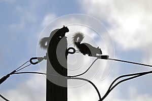 Dark silhouette of squirrel running high along electric or telephone cable on background of bright blue sky