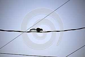 Dark silhouette of squirrel running high along electric or telephone cable on background of bright blue sky