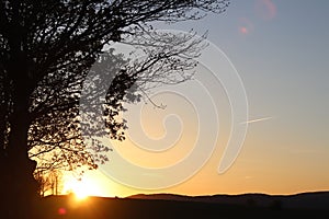 Dark silhouette of trees and cousins against the background of an orange sunset. Evening nature folds to a romantic mood. Warm col