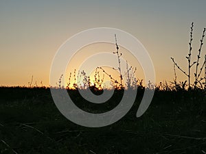 Dark silhouettte of plants in the field after  sunset