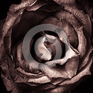 A dark single sepia toned rose with back background