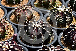 Dark skin Gymnocalycium hybrid variegated in cactus farm