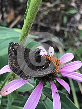 Dark Skipper Butterfly on Purple Coneflower Echinacea