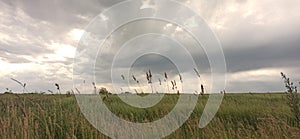 Dark sky over meadow