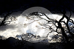 Dark sky and silhouetted forest