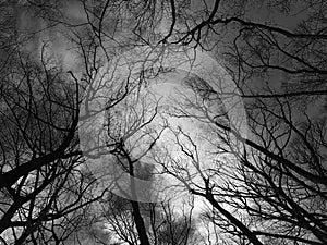 Dark Sky and Trees in January