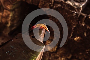 Dark smithy with blacksmith tools