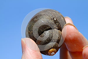 Dark Snail Shell Blue Sky Background - gastropod shell