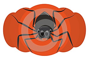 Dark Spider Posing over Halloween Pumpkin, Vector Illustration
