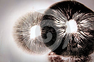 Dark spore prints showing the gills of a mushroom