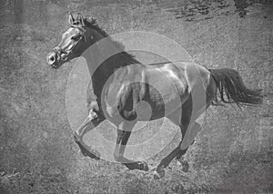 The dark sport horse runs gallop on freedom. In black and white artistic treatment