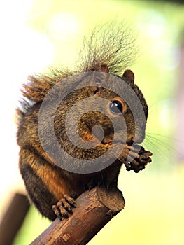 Dark Squirrel