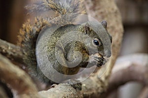 Dark Squirrel
