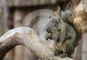 Dark Squirrel