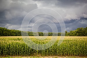 Dark Storm Clouds over Corn Fields