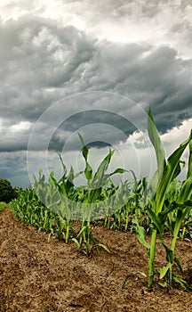 Dark storm skies looming over corn fields.