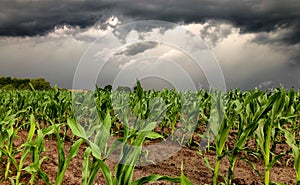 Dark storm skies looming over corn fields.